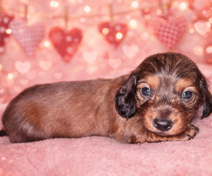 Dachshund Puppy for sale in LAWRENCEBURG, TN, USA