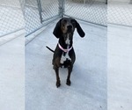 Small #3 Plott Hound