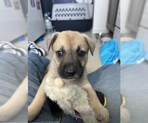 German Shepherd Dog Dogs for adoption in Camarillo, CA, USA