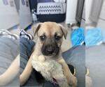 *SANDY - Female German Shepherd Dog Dog for Adoption - Small photo