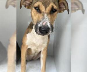 German Shepherd Dog-Unknown Mix Dogs for adoption in Houston, TX, USA