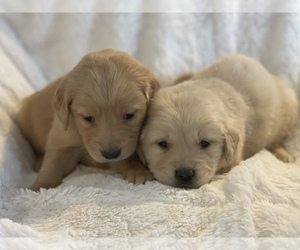 Golden Retriever Puppy for sale in STKN, CA, USA