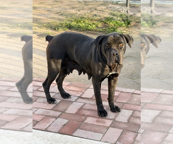 Medium Photo #1 Cane Corso Puppy For Sale in BAKERSFIELD, CA, USA