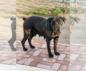 Mother of the Cane Corso puppies born on 12/07/2025
