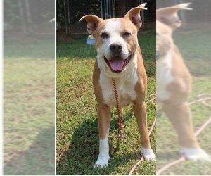 Bulloxer Dogs for adoption in Green Forest, AR, USA