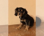 Small Photo #4 Cavalier King Charles Spaniel Puppy For Sale in BENTONVILLE, AR, USA