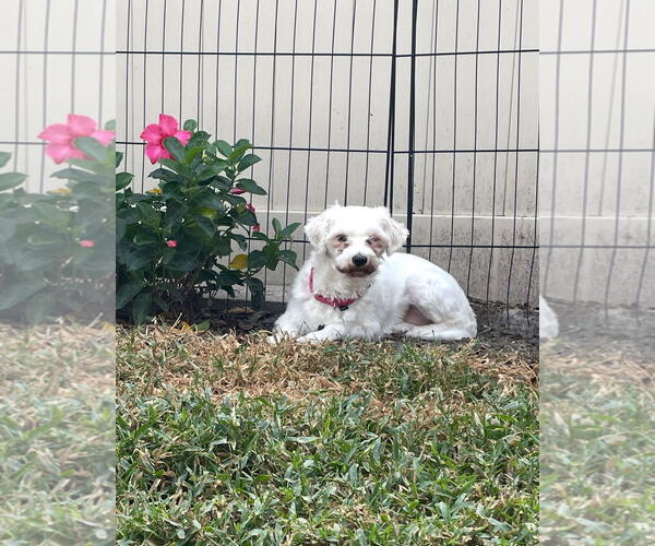 Medium Photo #8 Mutt Puppy For Sale in Orlando, FL, USA