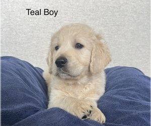 English Cream Golden Retriever-Goldendoodle Mix Puppy for Sale in ROANOKE, Texas USA