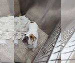 Small Photo #4 Bulldog-Unknown Mix Puppy For Sale in Martinsburg, WV, USA