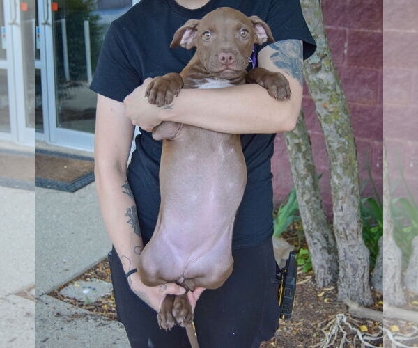 Medium Photo #5 American Staffordshire Terrier-Labrador Retriever Mix Puppy For Sale in Huntley, IL, USA