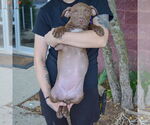 Small #4 American Staffordshire Terrier-Labrador Retriever Mix