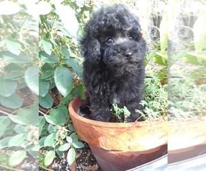 Poodle (Miniature) Puppy for sale in ALAMEDA, NM, USA