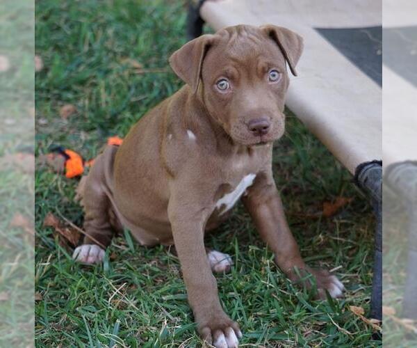 Medium Photo #2 Labrador Retriever-Unknown Mix Puppy For Sale in San Diego, CA, USA
