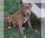 Small #1 Labrador Retriever Mix