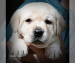 Small Photo #2 Labrador Retriever Puppy For Sale in HAMILTON, MT, USA