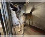 Small German Shepherd Dog Mix