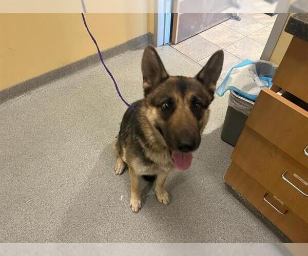 Medium Photo #1 German Shepherd Dog-Unknown Mix Puppy For Sale in Orange, CA, USA