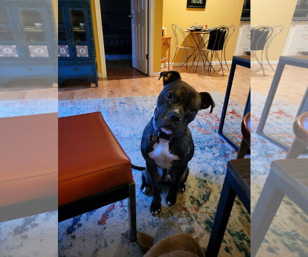 Medium Photo #2 Mutt Puppy For Sale in COLUMBIA, MD, USA