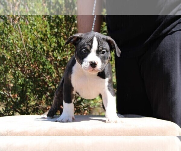 Medium Photo #2 American Bully Puppy For Sale in LEHIGH ACRES, FL, USA