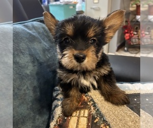Medium Yorkshire Terrier