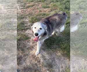 Great Pyrenees Dogs for adoption in Bountiful, UT, USA