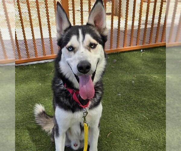 Medium Photo #2 Siberian Husky-Unknown Mix Puppy For Sale in Las Vegas, NV, USA