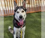 Small #1 Siberian Husky Mix