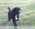 Small Photo #1 Bernedoodle Puppy For Sale in JOICE, IA, USA