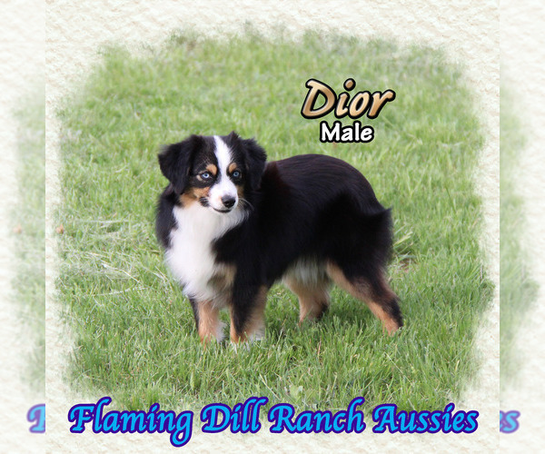 Medium Photo #1 Miniature Australian Shepherd Puppy For Sale in FORESTBURG, TX, USA