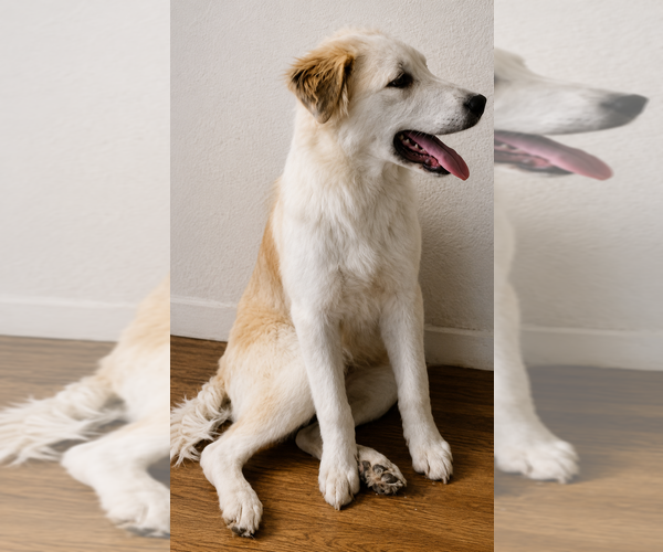 Medium Photo #1 Alaskan Husky-German Shepherd Dog Mix Puppy For Sale in TUCSON, AZ, USA