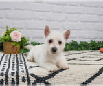 Small #8 West Highland White Terrier