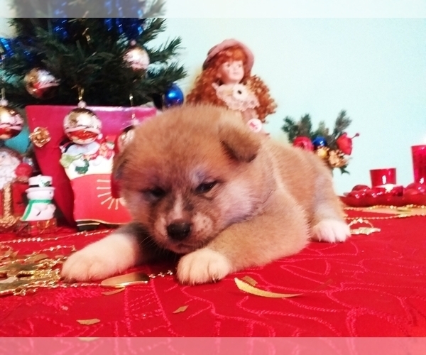 Medium Photo #14 Akita Puppy For Sale in Chisinau, Chisinau Municipality, Moldova