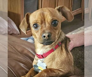 Chihuahua-Unknown Mix Dogs for adoption in Atlanta, GA, USA