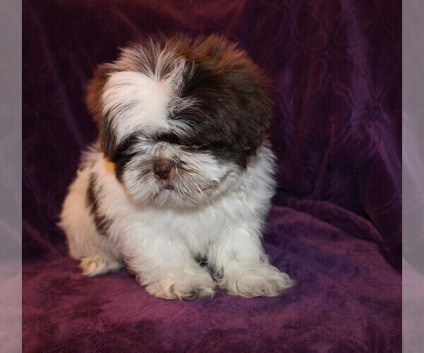 Medium Photo #9 Shih Tzu Puppy For Sale in BLOOMINGTON, IN, USA