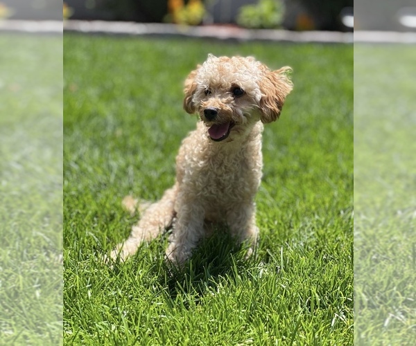Medium Photo #1 Poodle (Toy) Puppy For Sale in BRONX, NY, USA