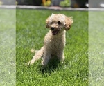 Small Photo #1 Poodle (Toy) Puppy For Sale in BRONX, NY, USA