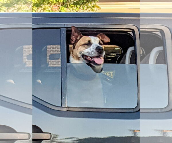 Medium Photo #16 Mutt Puppy For Sale in Rockaway, NJ, USA