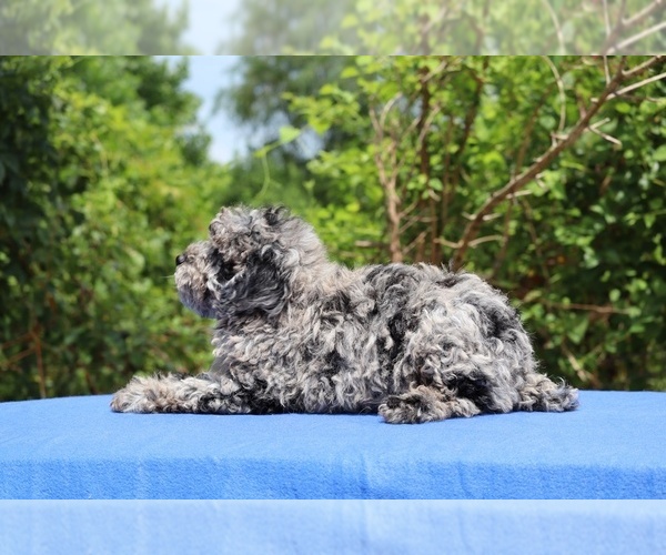Medium Photo #6 Poodle (Toy) Puppy For Sale in DYERSBURG, TN, USA