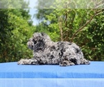Small #5 Poodle (Toy)