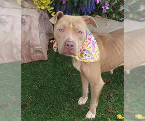 Medium American Pit Bull Terrier Mix