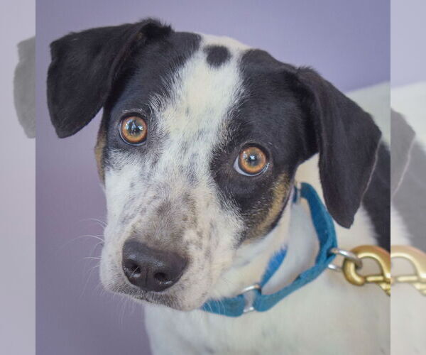 Medium Photo #4 Jack-A-Bee Puppy For Sale in Huntley, IL, USA
