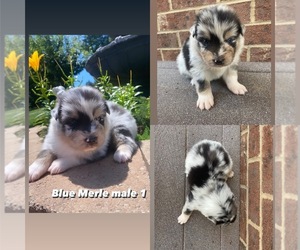 Australian Shepherd Puppy for sale in CHURCHVILLE, VA, USA