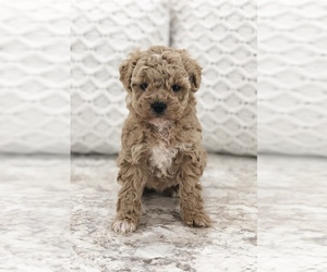 Poodle (Toy) Puppy for sale in NORTH LAWRENCE, OH, USA