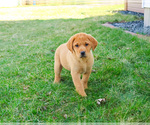 Small Photo #4 Labrador Retriever Puppy For Sale in SYRACUSE, IN, USA