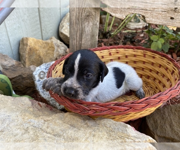 Medium Photo #12 German Wirehaired Pointer Puppy For Sale in PAOLA, KS, USA