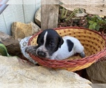 Small Photo #12 German Wirehaired Pointer Puppy For Sale in PAOLA, KS, USA