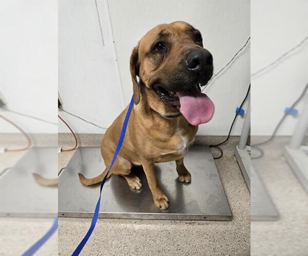 Medium Photo #1 Black Mouth Cur Puppy For Sale in Bakersfield, CA, USA