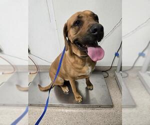 Black Mouth Cur Dogs for adoption in Bakersfield, CA, USA