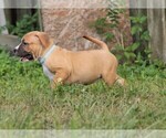 Small Photo #32 American Pit Bull Terrier Puppy For Sale in NAPLES, FL, USA
