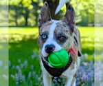 Small #31 Catahoula Leopard Dog Mix